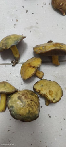 Гриб из Котельники