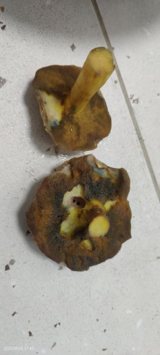 Гриб из Котельники