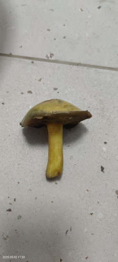 Гриб из Котельники