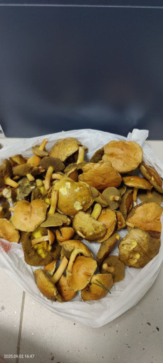 Гриб из Котельники