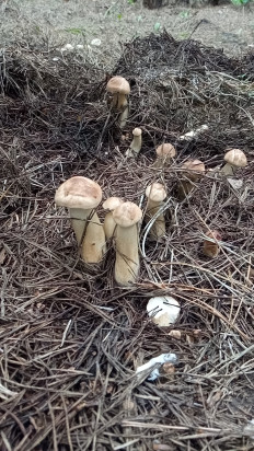 Гриб из Липецк