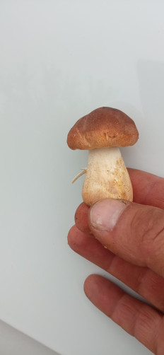 Гриб из Липецк