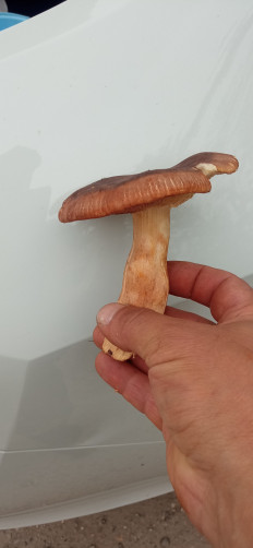 Гриб из Липецк