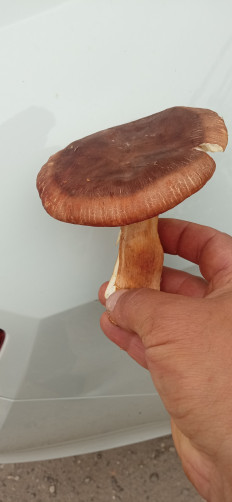 Гриб из Липецк