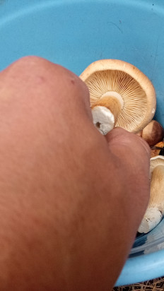 Гриб из Липецк