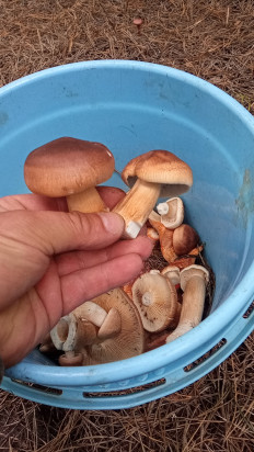 Гриб из Липецк