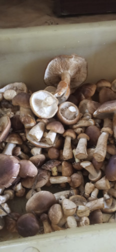 Гриб из Липецк