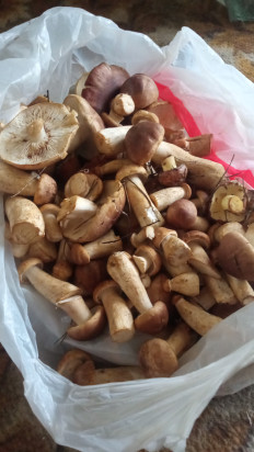 Гриб из Липецк