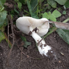 Гриб из Рязань