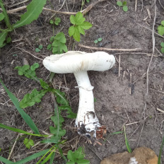 Гриб из Рязань