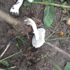 Гриб из Рязань