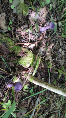 Гриб из Ленинградская область п. Гранитное