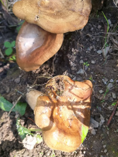 Свинушка тонкая