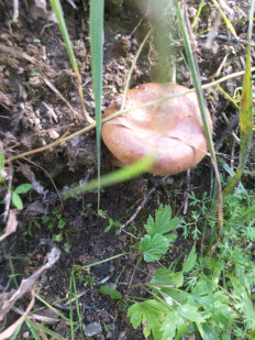 Свинушка тонкая