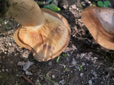 Свинушка тонкая