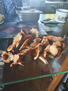 Гриб из Руза