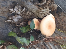 Гриб из Павлодар