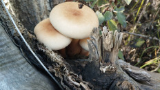 Гриб из Павлодар