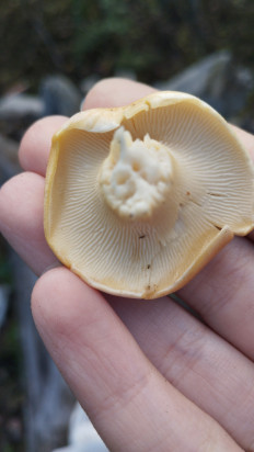 Гриб из Павлодар