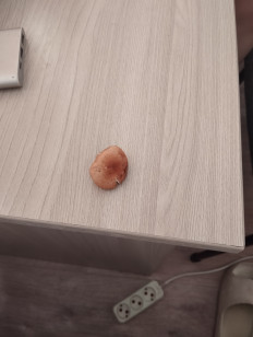 Гриб из Павлодар