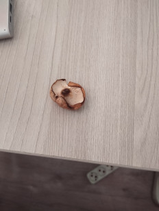 Гриб из Павлодар