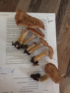 Гриб из Хилок