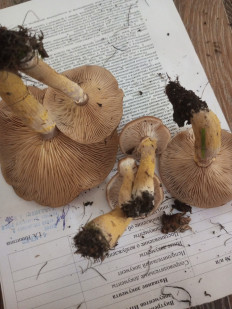 Гриб из Хилок