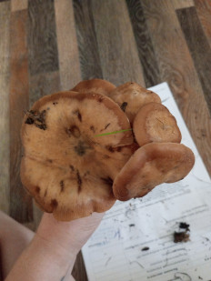 Гриб из Хилок