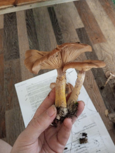 Гриб из Хилок