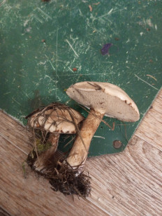 Гриб из Хилок