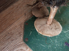 Гриб из Хилок