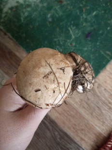 Гриб из Хилок