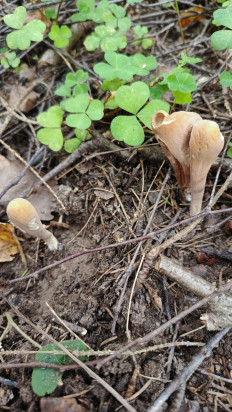 Гриб из Наро-Фоминск