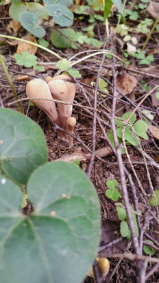 Гриб из Наро-Фоминск