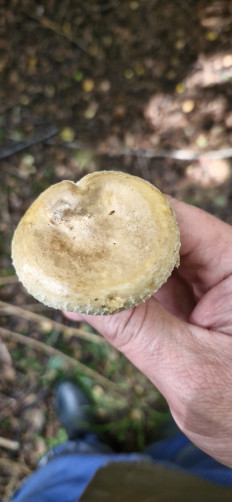 Свинушка тонкая