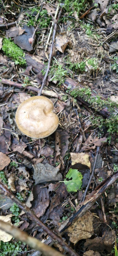 Свинушка тонкая