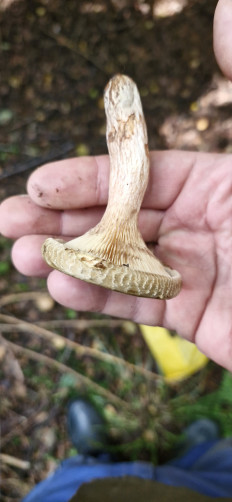 Свинушка тонкая