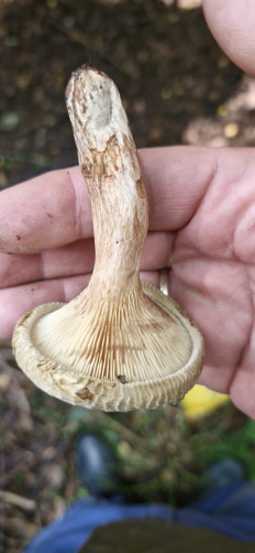 Свинушка тонкая