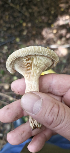 Свинушка тонкая