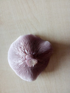 Гриб из Абакан