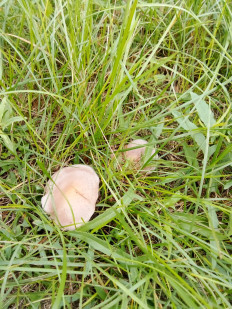 Гриб из Абакан