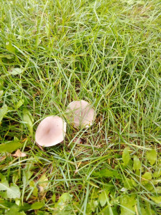 Гриб из Абакан