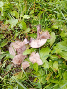 Гриб из Абакан