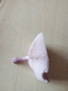 Гриб из Абакан