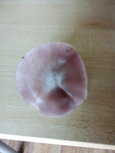 Гриб из Абакан