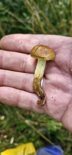 Гриб из Руза