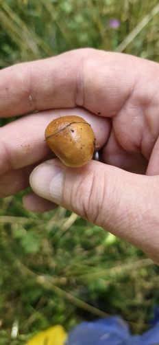 Гриб из Руза