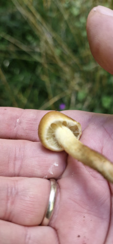 Гриб из Руза