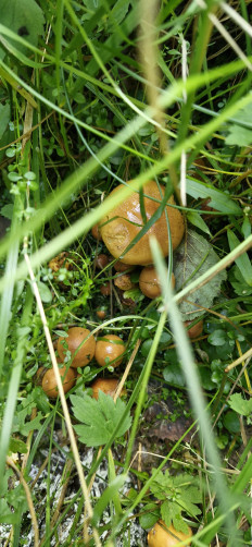 Гриб из Руза