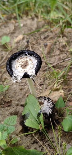 Навозник белый